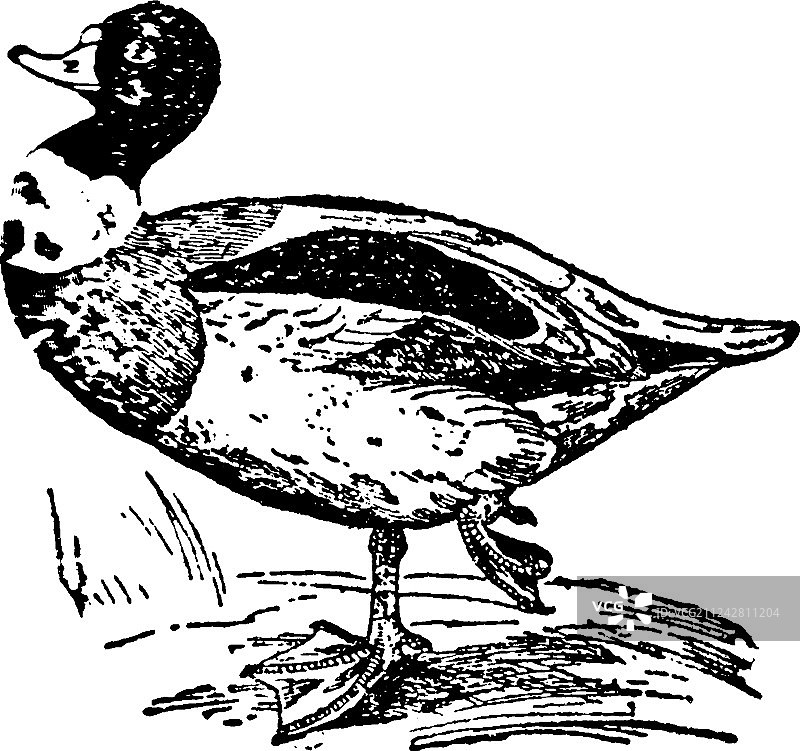 谢尔德雷克鸭复古素材图片素材