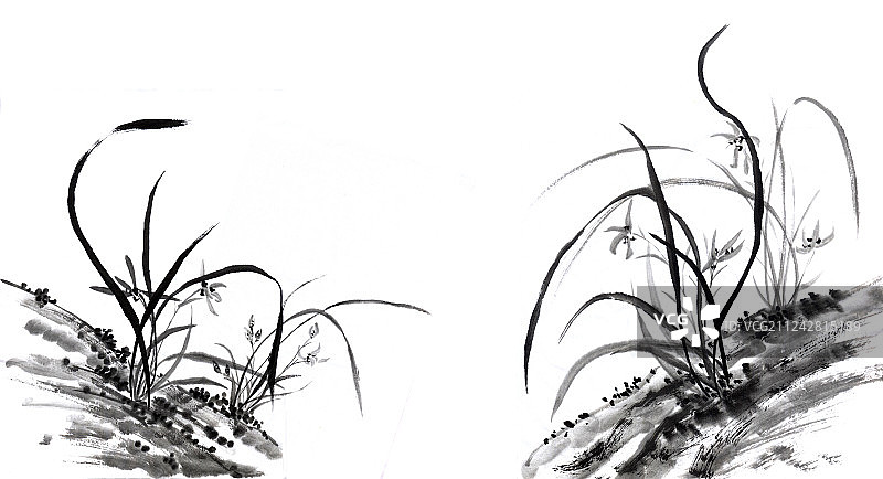 君子兰迎宾图片素材