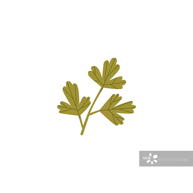 新鲜绿色欧芹香菜叶图片素材