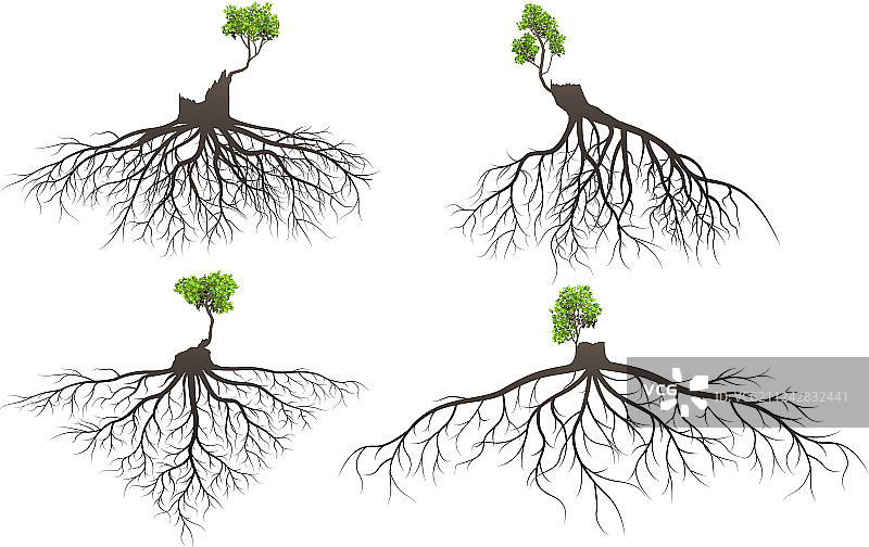 树根集合图片素材