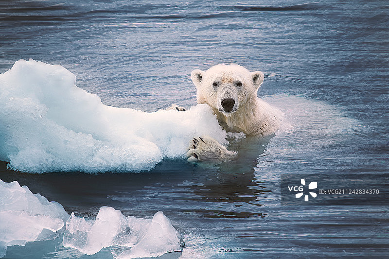 海洋里游泳的北极熊图片素材
