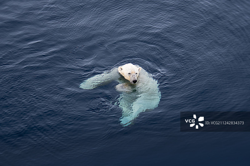 海洋里游泳的北极熊图片素材