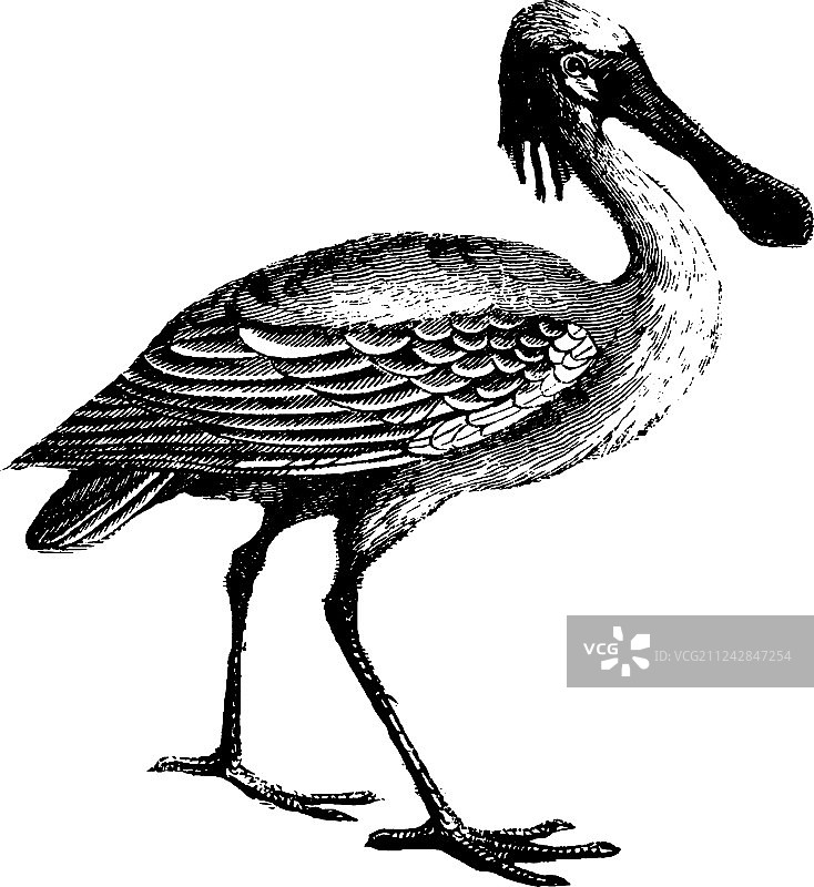 复古琵鹭图片素材