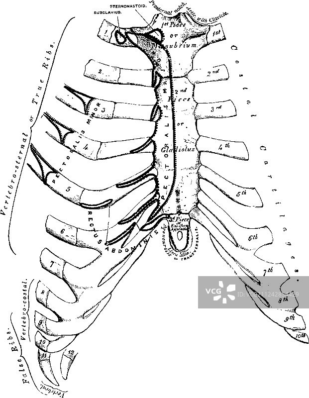 胸骨复古图图片素材