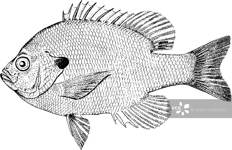 蓝鳃太阳鱼复古风格图片素材
