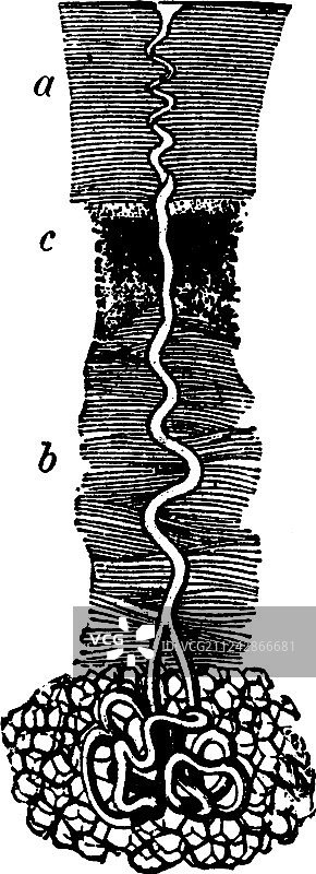老式汗腺图片素材
