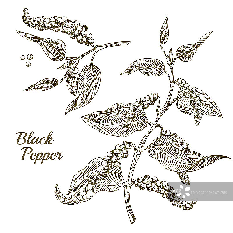 黑胡椒植物图片素材