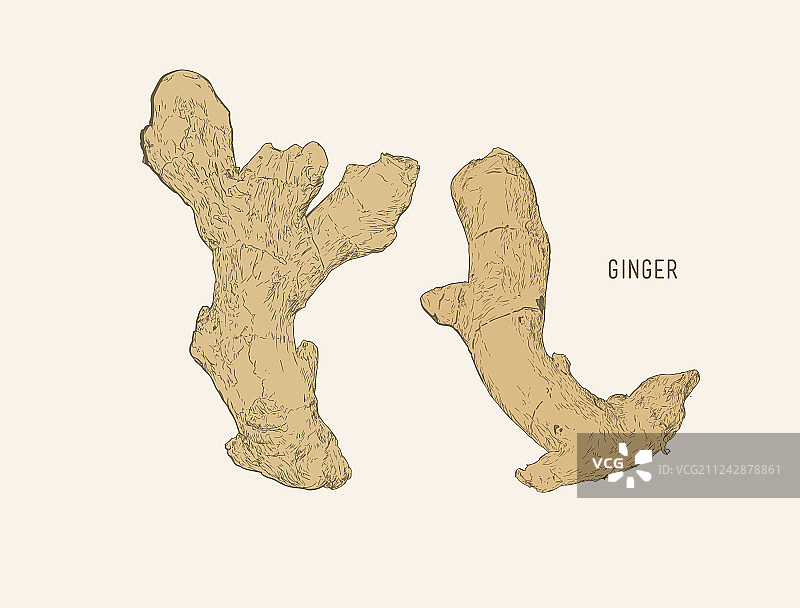 生姜素描图片素材