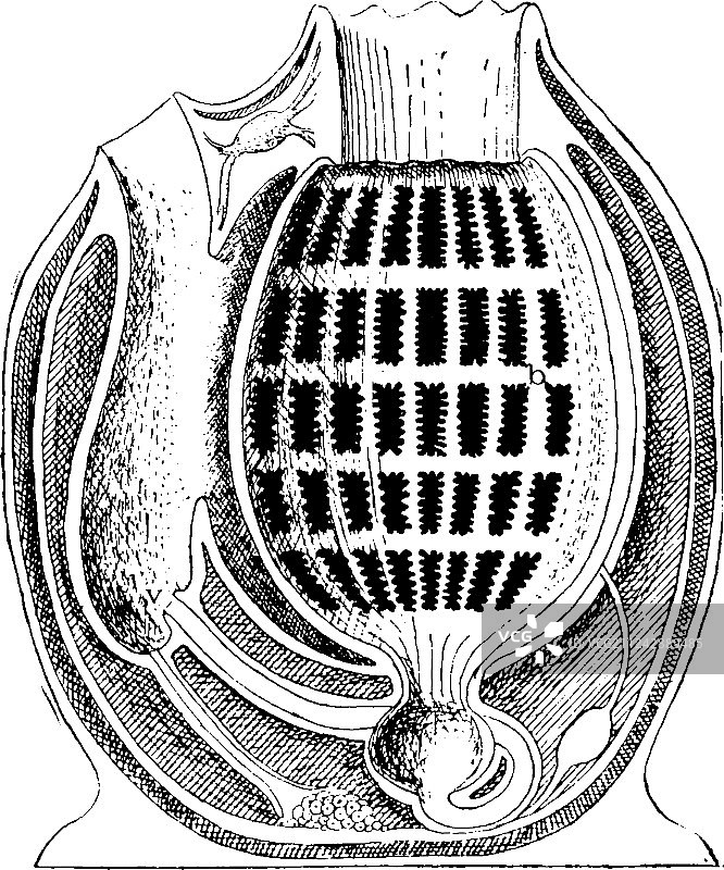 束腰外衣复古风图片素材
