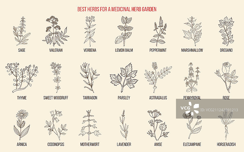 药用花园的最佳草药图片素材