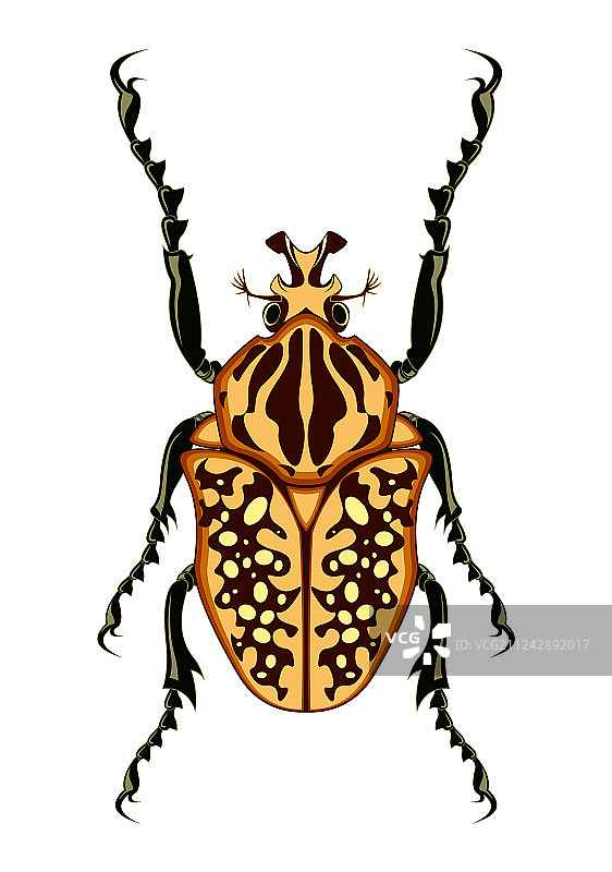 歌利亚甲虫图片素材