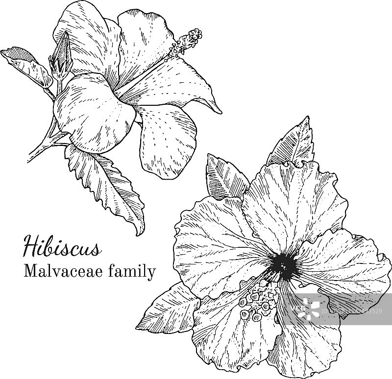手绘芙蓉花墨水草图图片素材