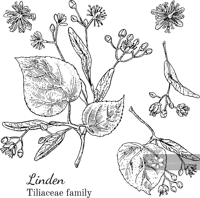 手绘墨水椴树速写图片素材