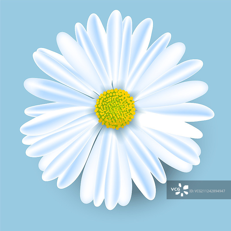 蓝色背景上的白色甘菊花图片素材