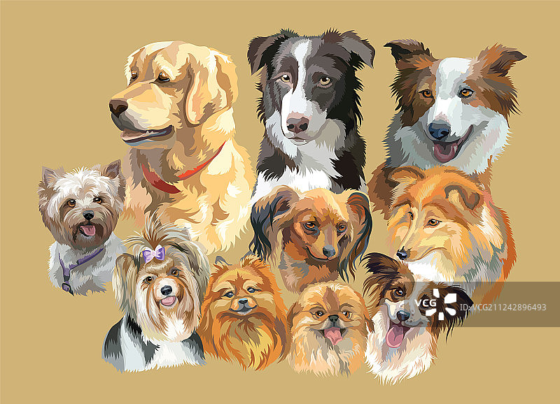 蓬松的犬种图片素材