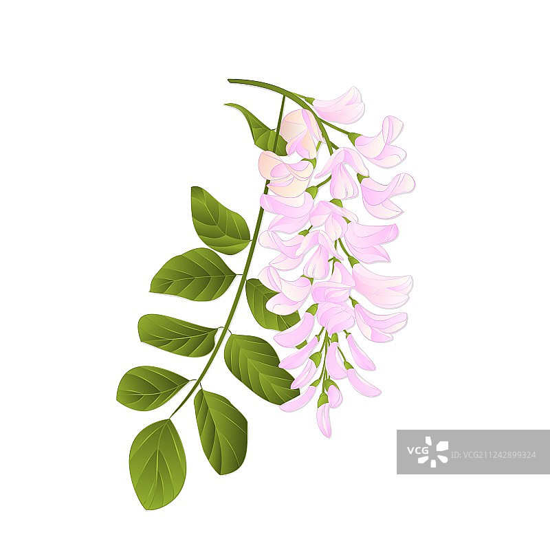 复古风格的槐树枝与叶图片素材