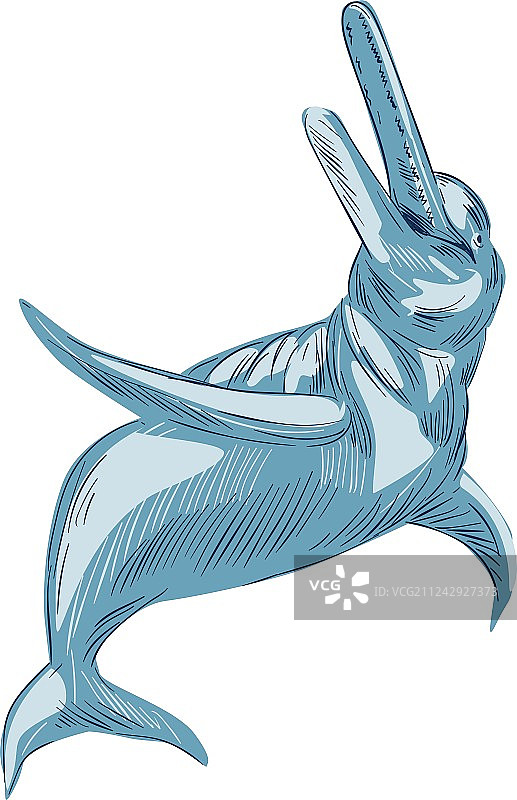 亚马逊河豚绘画图片素材