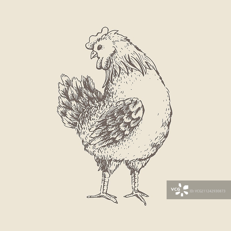 母鸡复古设计图片素材