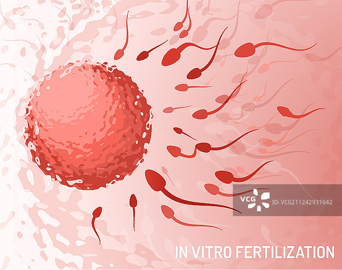 体外受精概念图片素材