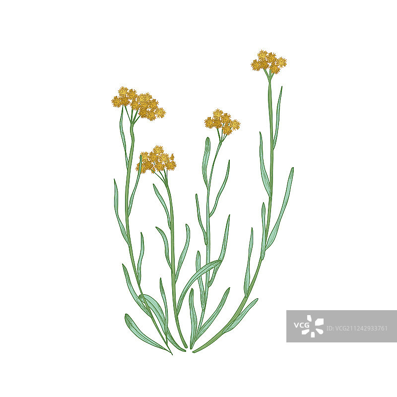 美丽细致的矮小永生花绘画图片素材