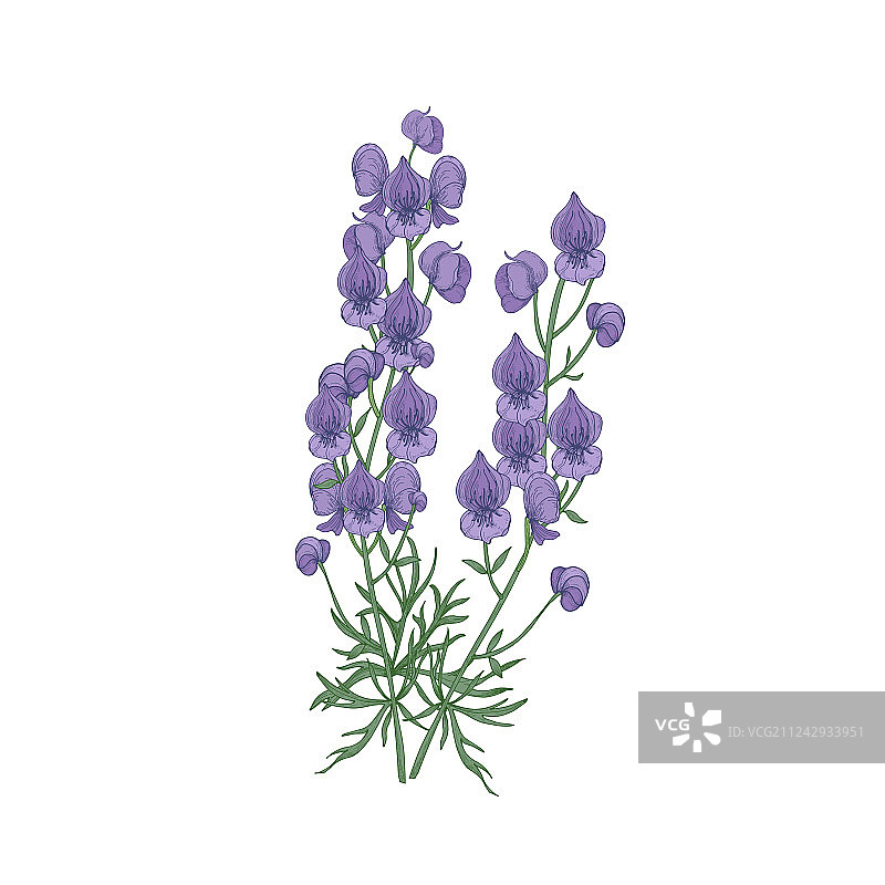 娇嫩的乌头花和叶子图片素材