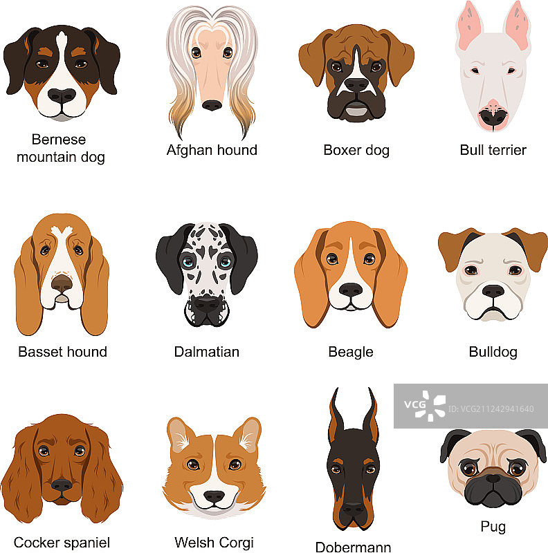 不同的狗狗集合图片素材