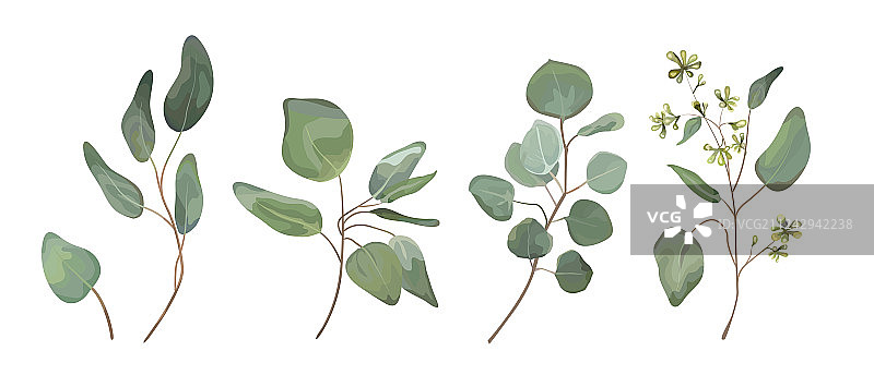 桉树银叶枝叶套装图片素材