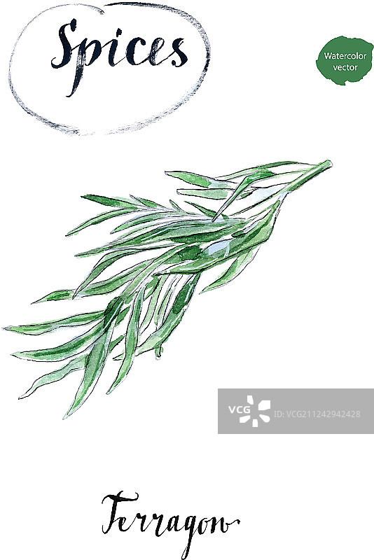 水彩画风的新鲜龙蒿草枝图片素材