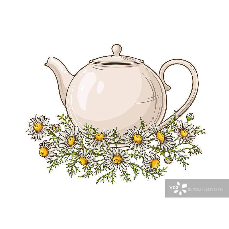 洋甘菊茶图片素材