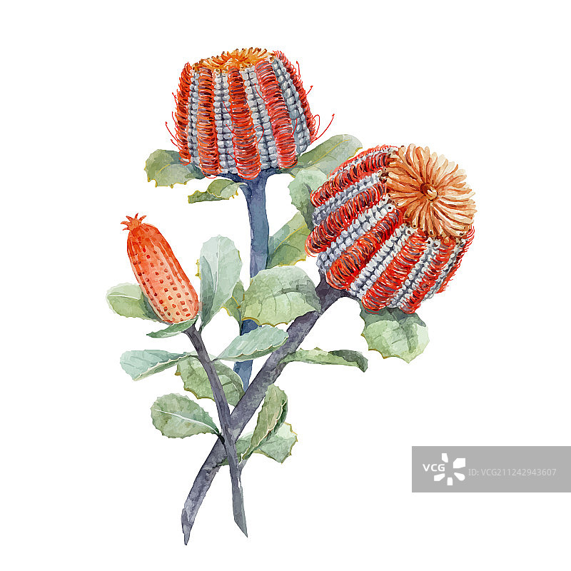 水彩澳洲班克木组合图片素材