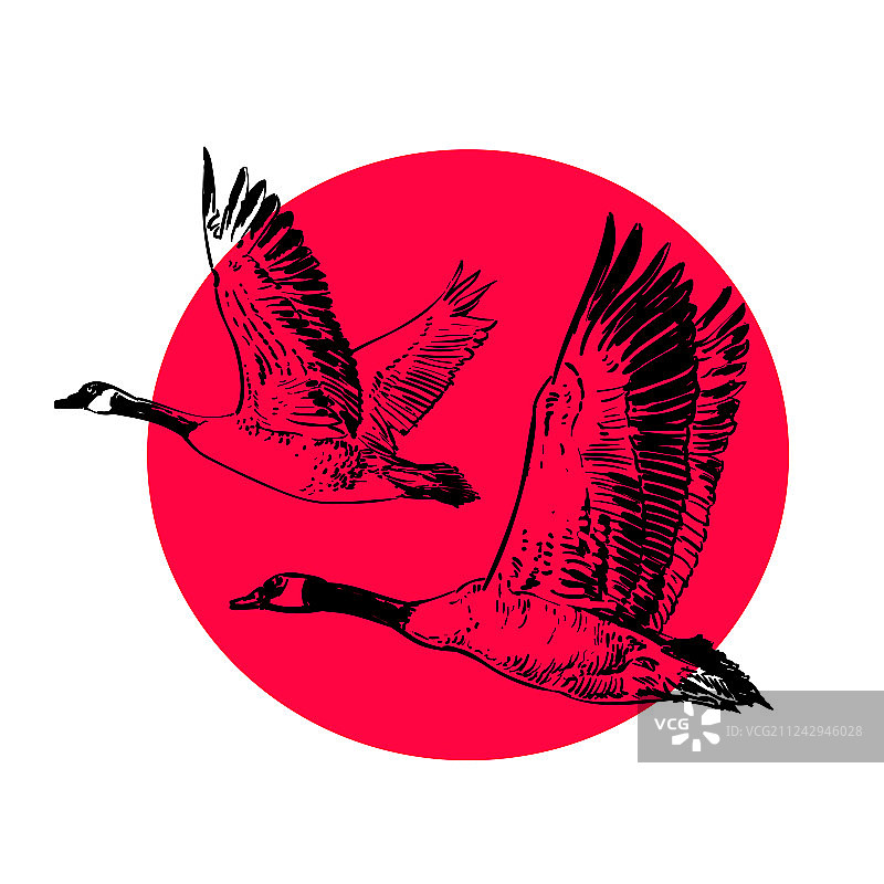 红色太阳背景下的两只野鹅素描图片素材