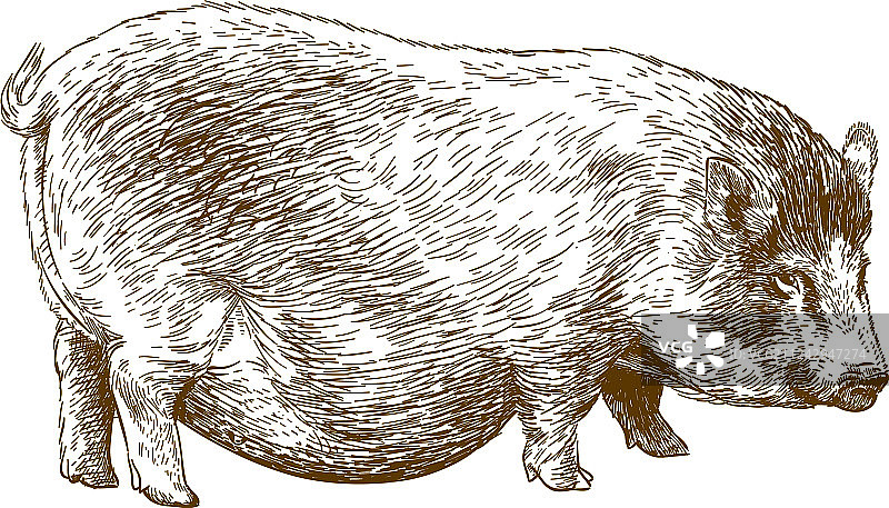 猪雕刻图片素材