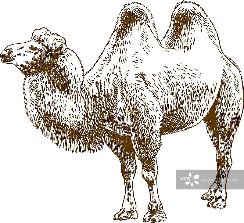 骆驼雕刻绘画图片素材