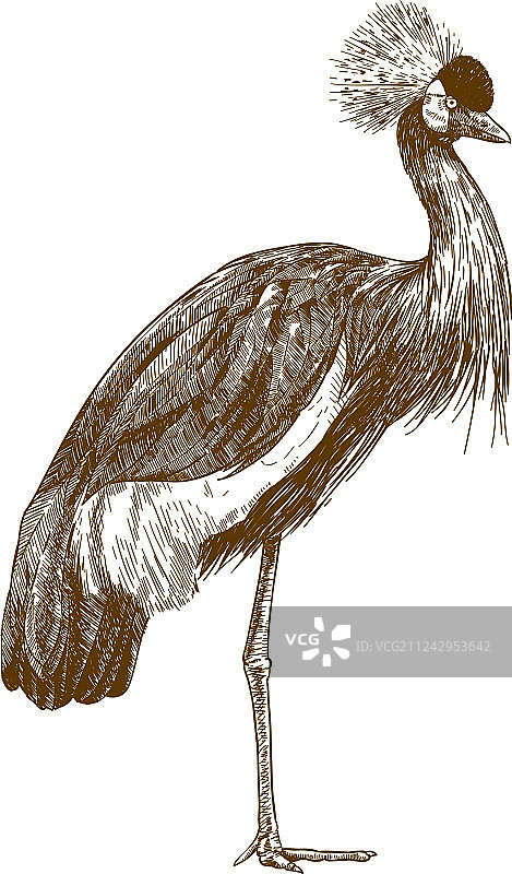 灰冠鹤雕刻画图片素材