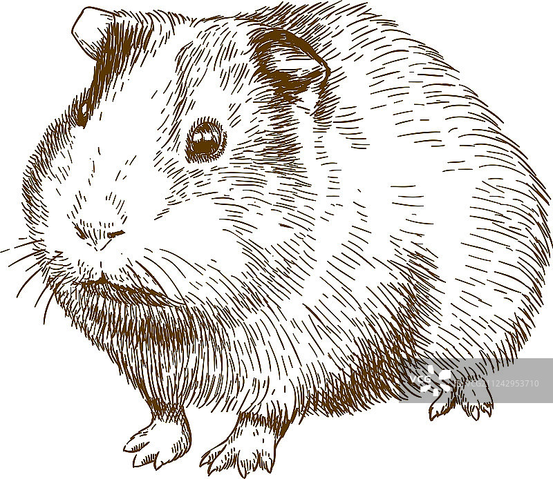 豚鼠雕刻画图片素材