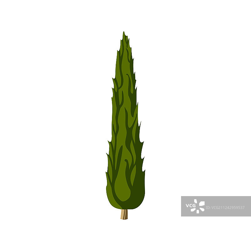 地中海柏木图片素材