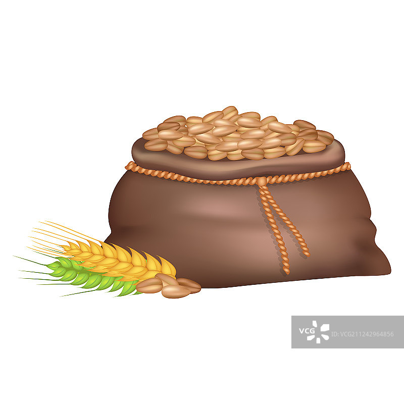 白色背景上，麻袋里的黑麦靠近小麦和小米穗图片素材