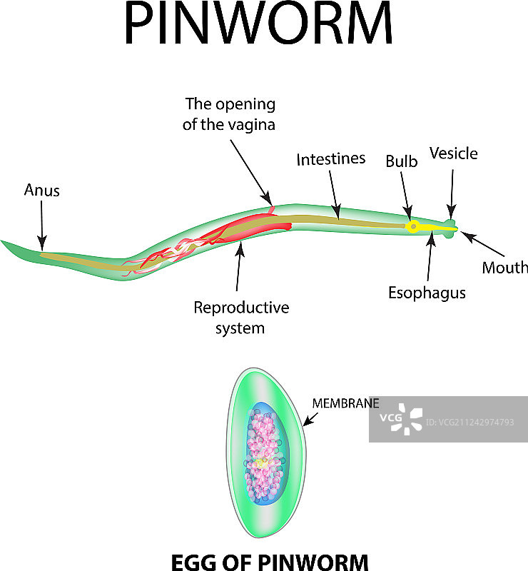 成年蛲虫卵结构图片素材