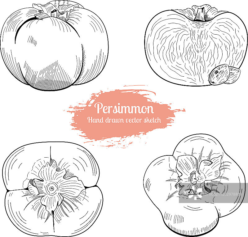 手绘柿子素描食品合集图片素材