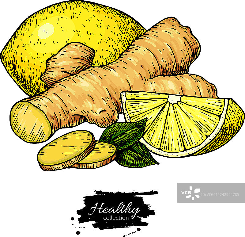 生姜柠檬薄荷草药绘画图片素材