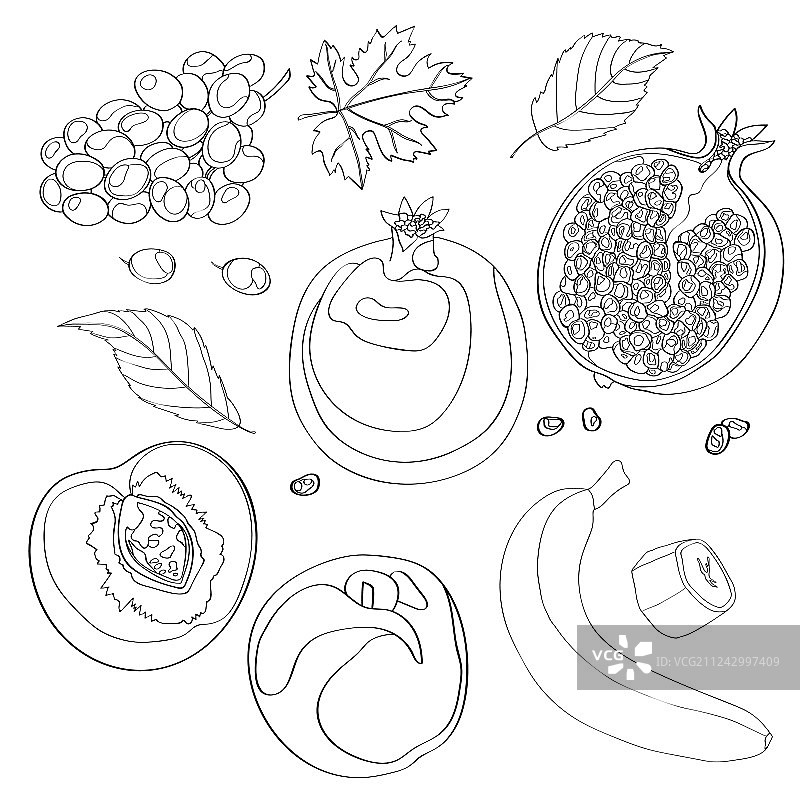 葡萄石榴组合图片素材