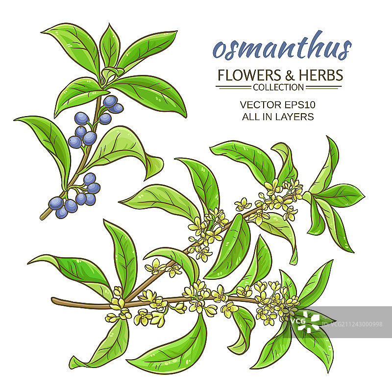 桂花套装图片素材