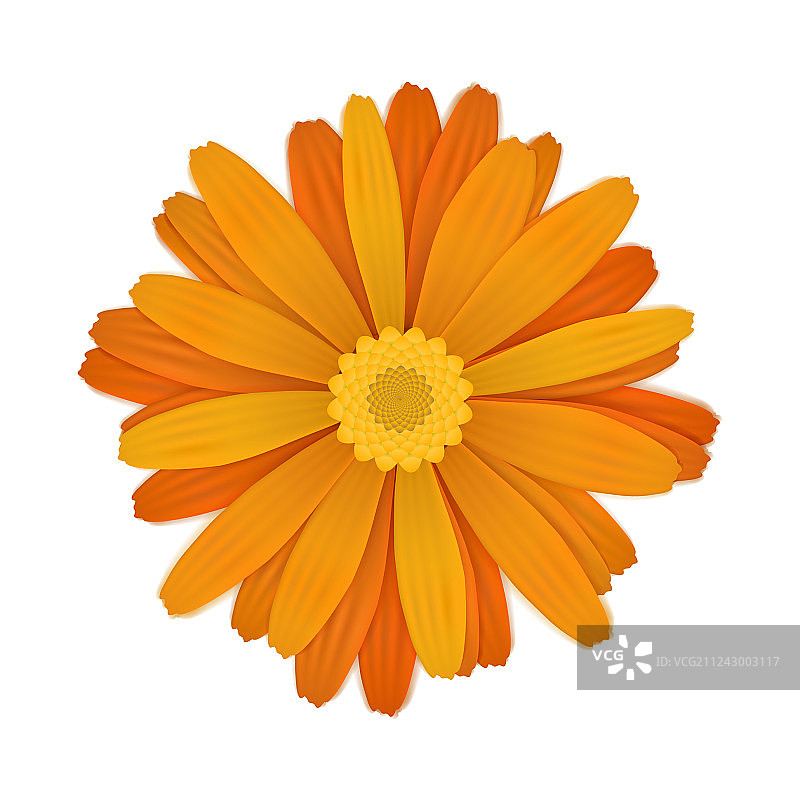 白色背景上的鲜艳的橙色非洲菊图片素材