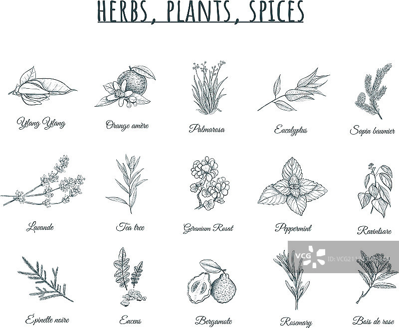 草本植物和香料图片素材