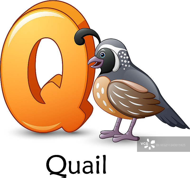 字母Q卡通鹌鹑图片素材