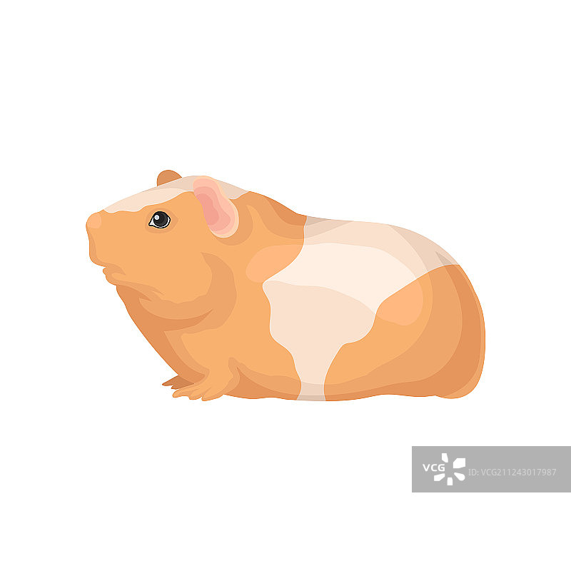 扁平风格橙白色豚鼠图标图片素材