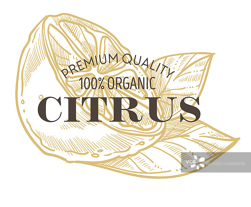 柑橘水果独立图标，柠檬刻字图片素材