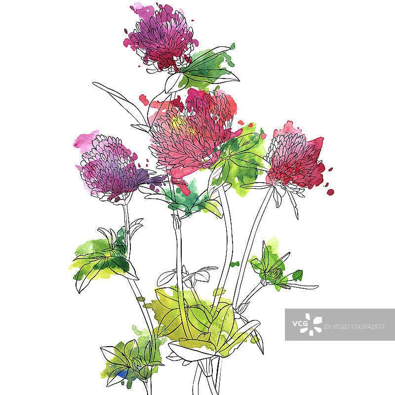 绘画：三叶草花图片素材
