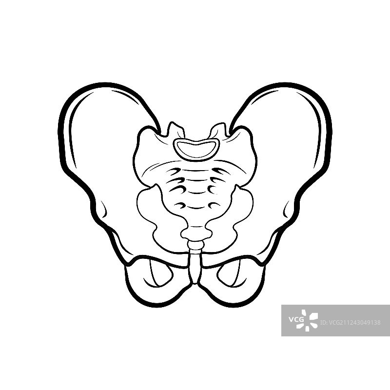 人体骨盆解剖图图片素材