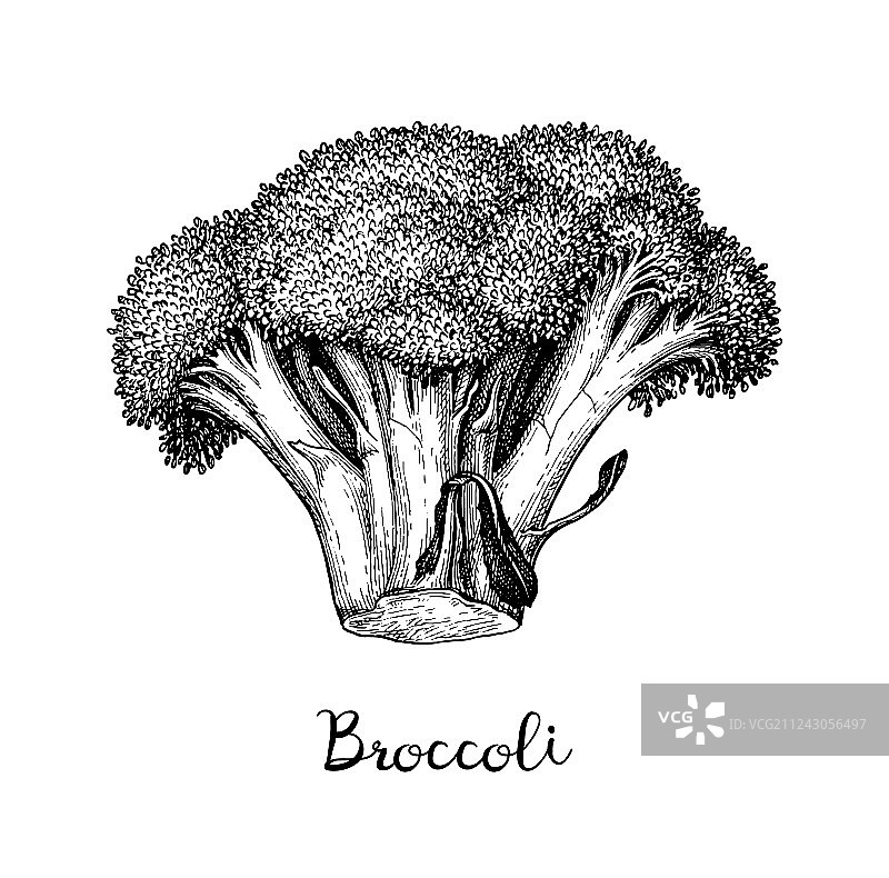 西兰花的墨水素描图片素材